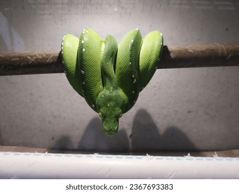 green tree python from aru island