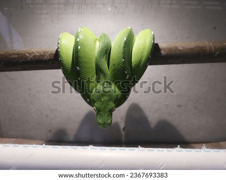 green tree python from aru island