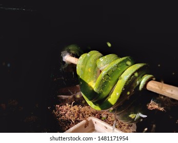 green tree python in the box
