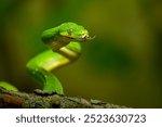 Green Tree Python Coiled on Branch. A snake with its tongue out ready to attack