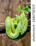 Green tree python coiled and relaxing