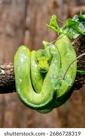 Green tree python coiled and relaxing