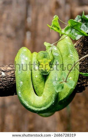 Green tree python coiled and relaxing