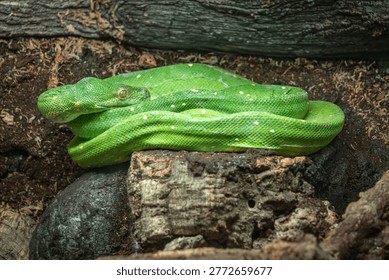 Green tree python is curled up on a rock.