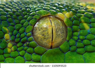 Green tree python eyes, Green tree python snake closeup eyes, Chondropython viridis snake closeup eyes