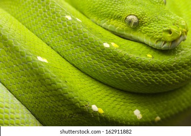 Green Tree Python Full