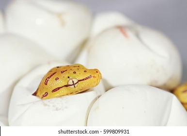 A Green Tree Python Hatching Out Of Its Egg.