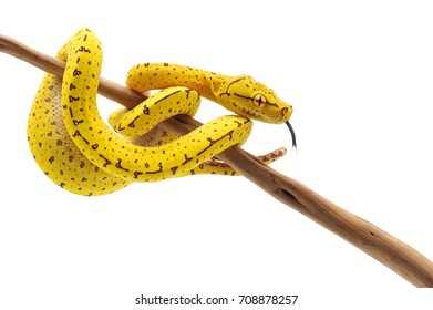 Green tree python isolated on white background