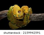 Green tree python juvenile closeup on branch with black background,  Green tree python 