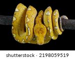 Green tree python juvenile closeup on branch with black background,  Green tree python 
