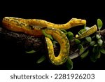 Green tree python juvenile closeup on branch with black background,  Green tree python 