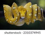 Green tree python juvenile closeup on branch with isolation background,  Green tree python 