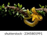 Green tree python juvenile closeup on branch with black background,  Green tree python 