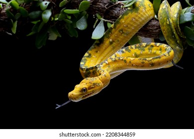 Green tree python juvenile closeup on branch with black background,  Green tree python ''Morelia viridis''  - Powered by Shutterstock - Get 15% off with code: PIKWIZARD15