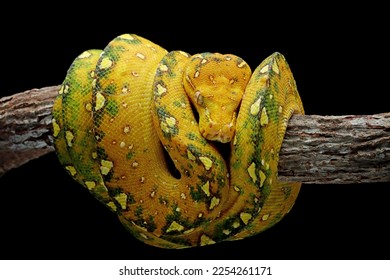 Green tree python juvenile closeup on branch with black background,  Green tree python ''Morelia viridis'' 