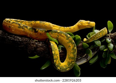 Green tree python juvenile closeup on branch with black background,  Green tree python ''Morelia viridis''  - Powered by Shutterstock