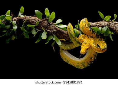 Green tree python juvenile closeup on branch with black background,  Green tree python ''Morelia viridis''  - Powered by Shutterstock