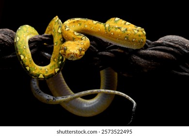 Green tree python juvenile closeup on branch with black background,  Green tree python ''Morelia viridis'' 