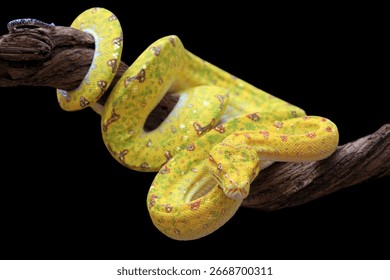 Green tree python juvenile closeup on branch with isolation background,  Green tree python ''Morelia viridis'' closeup on branch