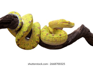 Green tree python juvenile closeup on branch with isolation background,  Green tree python ''Morelia viridis'' closeup on branch
