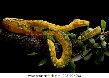 Green tree python juvenile closeup on branch with black background,  Green tree python ''Morelia viridis'' 