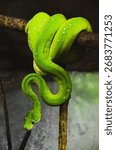 Green tree python at Korkeasaari Zoo