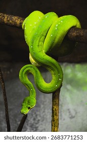 Green tree python at Korkeasaari Zoo