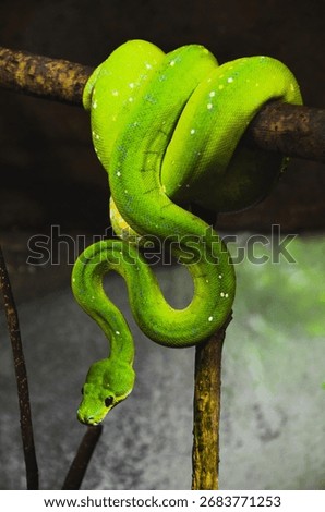 Green tree python at Korkeasaari Zoo