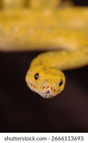 Green tree python with letter S position ready to attack its prey in the dark