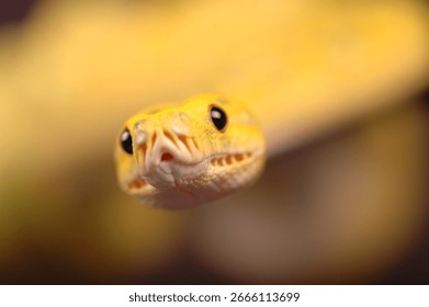 Green tree python with letter S position ready to attack its prey in the dark