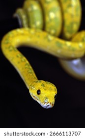 Green tree python with letter S position ready to attack its prey in the dark