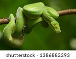 Green tree python (Morelia viridis) sorong locality