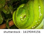 Green Tree Python, morelia viridis, Adult coiled on Branch 