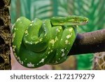 The green tree python (Morelia viridis) is a species of snake in the family Pythonidae. The species is native to New Guinea, some islands in Indonesia. First described by Hermann Schlegel in 1872.