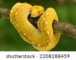 The green tree python, Morelia viridis is a species of snake in the family Pythonidae. The species is native to Papua and some islands in Indonesia