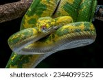 Green Tree Python (Morelia viridis) locality Aru, Maluku islands, Indonesia.