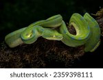 The Green Tree Python (Morelia viridis) also known as the Emerald Green Python.