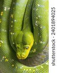 Green tree python (Morelia viridis), snake in close-up view.