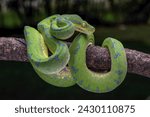 The Green Tree Python (Morelia viridis) also known as the Emerald Green Python.