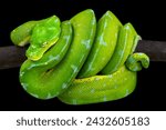 Green tree python (Morelia viridis) 