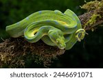 The Green Tree Python (Morelia viridis) also known as the Emerald Green Python.