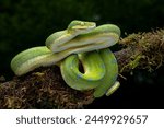 The Green Tree Python (Morelia viridis) also known as the Emerald Green Python.