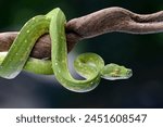 The green tree python (Morelia viridis) coiled on a tree branch	