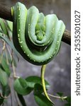 The green tree python (Morelia viridis)