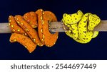 The green tree python (Morelia viridis), is a species of snake in the family Pythonidae. The species is native to New Guinea, some islands in Indonesia, and the Cape York Peninsula in Australia