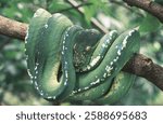 Green Tree Python or Morelia Viridis in Indonesia