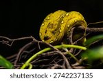 The green tree python (Morelia viridis) is a species of snake in the family Pythonidae. The species is native to New Guinea
