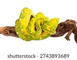 Green tree python (Morelia viridis) from the Biak locality on a white background, tongue sticking out. Studio photo with a specimen from breeding. Species native from Indonesia