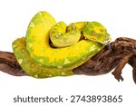 Green tree python (Morelia viridis) from the Biak locality on a white background, tongue sticking out. Studio photo with a specimen from breeding. Species native from Indonesia