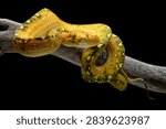 	
a Green Tree Python (Morelia viridis) coiled around a tree log	
